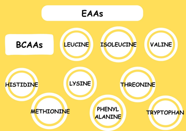 EAA vs. BCAAs: The superior Amino Acid for Muscle Growth